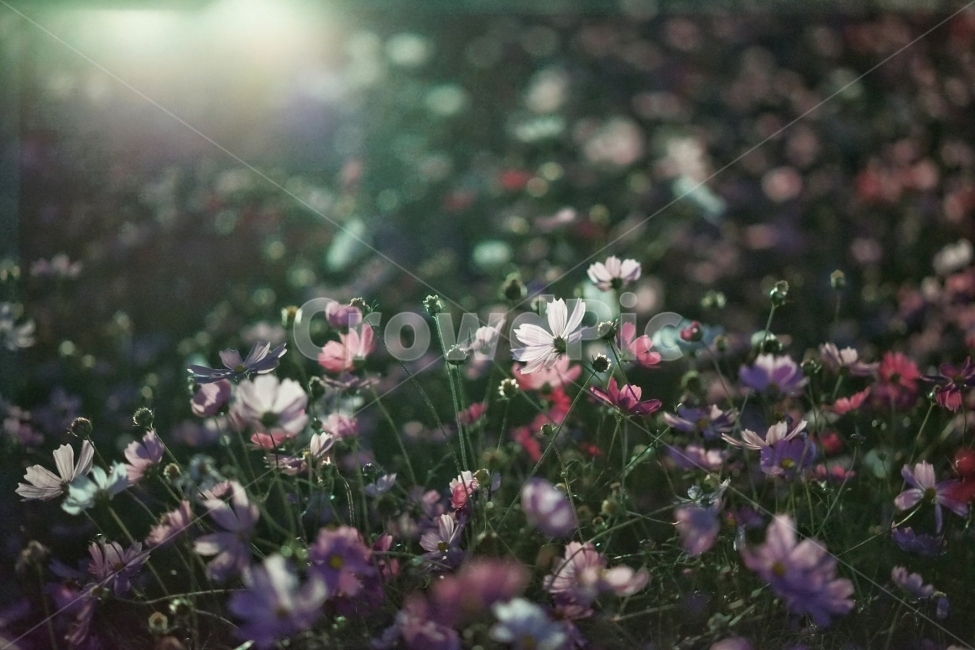 코스모스,야간,조명,야경,불빛,가을,계절,fall,autumn,season,식물,자연,plants,nature,꽃,flower,감성,sensible,feeling,휴식,힐링,rest,relaxation,healing,plant,geranium,제라늄,blossom