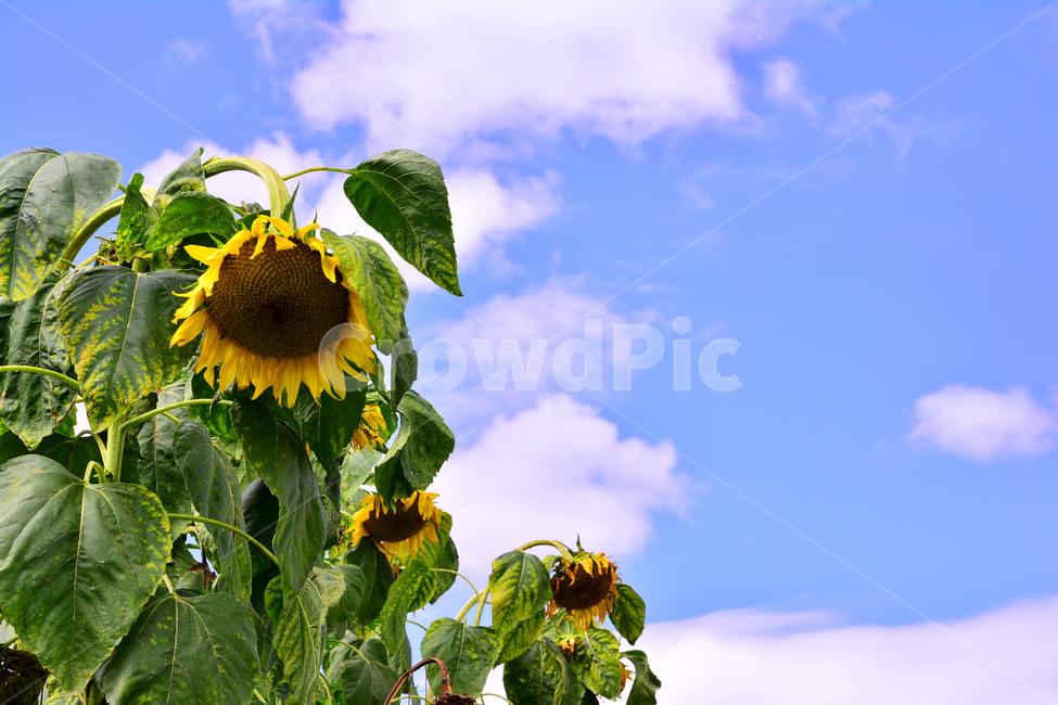 해바라기,꽃,가을꽃,sunflower,가을하늘,autumn,fall,하늘,구름,파란하늘,씨앗,기름,식용,건강식품,고개숙인,뭉게구름,sky,cloud,견과류,식물,1년초,잎새,맑은날,청명,해맑은,가을이미지,가을분위기,야외,시즌,계절,여름,계절,summer,season,가을,fall,autumn,식물,자연,plants,nature,꽃,flower,plant