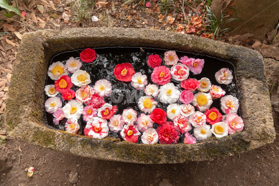 flower,꽃,정원,garden,꽃잎,꽃,flower