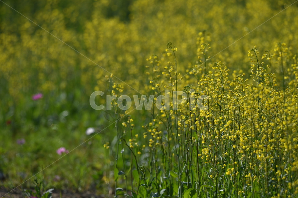 노랑,식물,자연풍경,꽃,감성사진,봄,5월,유채,봄,계절,spring,season,식물,자연,plants,nature,꽃,flower,field,들,outdoors,옥외,grassland,목초지
