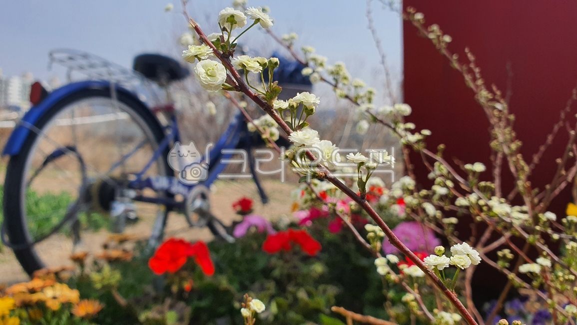 spring,spring flowers,bicycle,color,wheel,daisy,flower