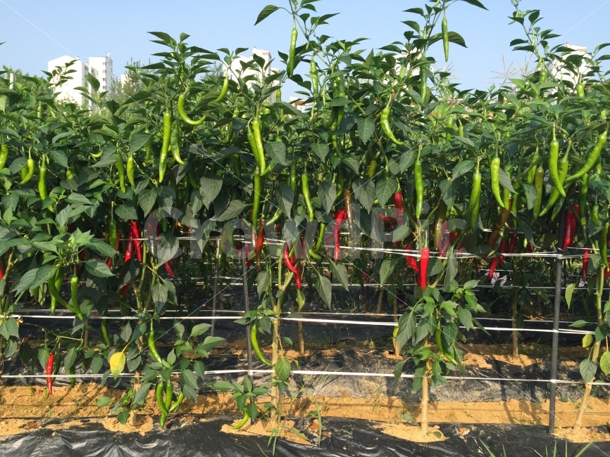 고추농사,풋고추,농사,밭농사,빨간고추,음식,식재료,요리,food,cook,meal,dishes,food reserves,채소,야채,vegetables