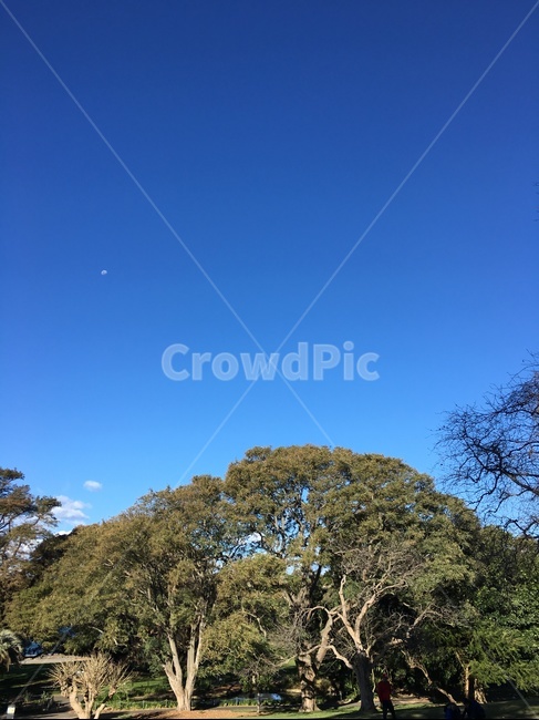 나무,tree,plant,식물,유칼립투스,자연,nature,초록,파랑,해외,하늘,sky,호주