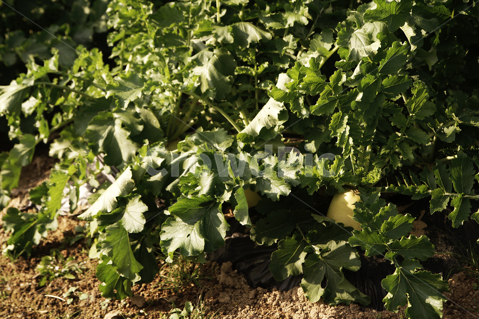 무밭,무,작물,밭농사,밭,농작물,야채,채소,채소,야채,vegetables