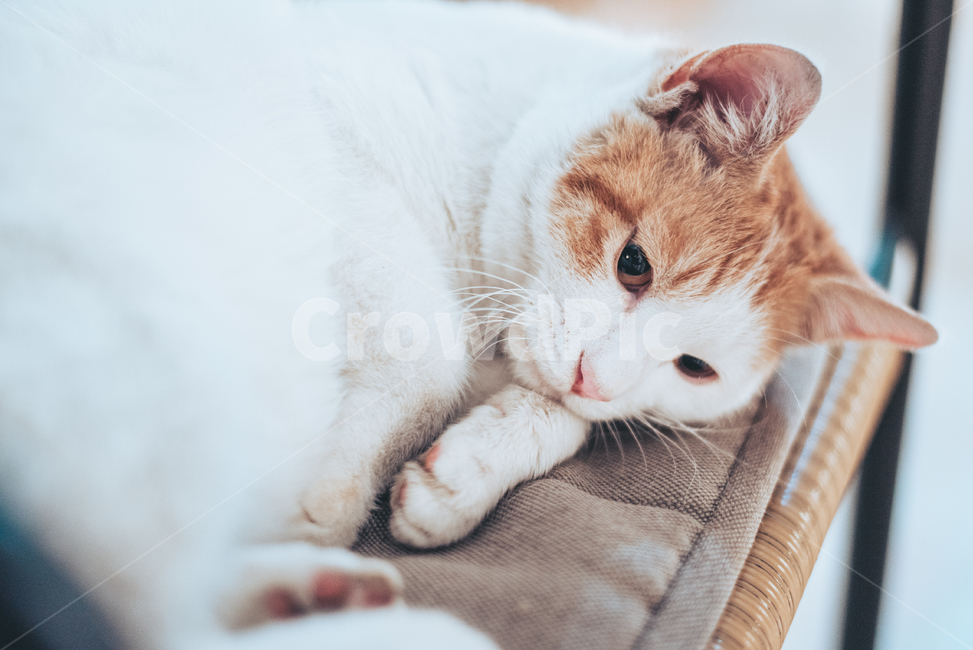 고양이,cat,길고양이,길냥이,냥이,치즈냥이,반려동물,animal,노랭이,동물,animal,포유류,mammal,고양이,cat,kitten,kitty,감성,sensible,feeling