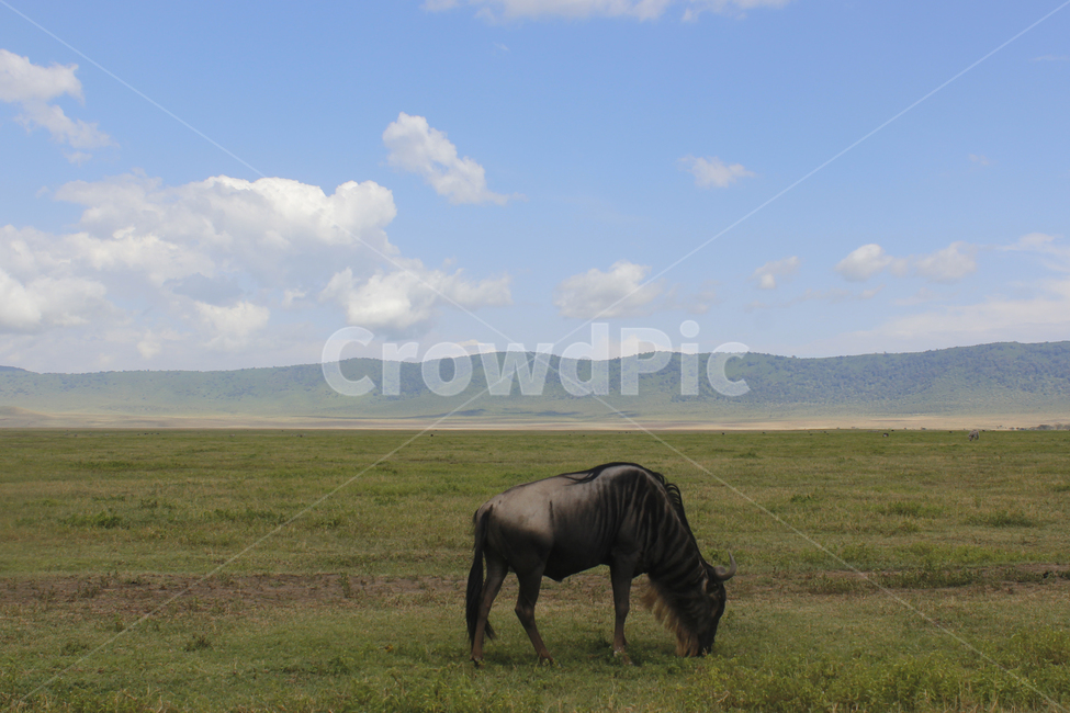 field,들,nature,자연,옥외,grassland,목초지,누,포유류,mammal