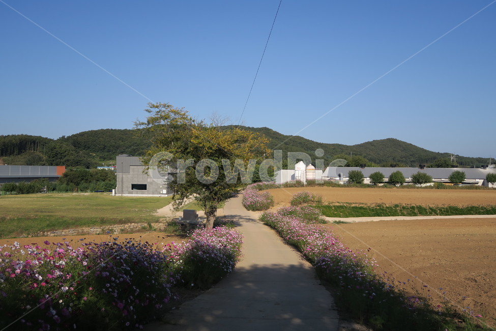 가을,코스모스,가을산책,가을감성,꽃,자연,풍경,nature,landscape