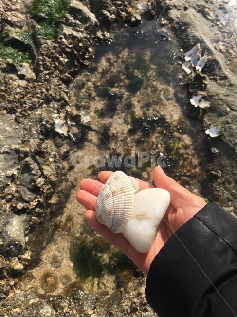 sea,nature,바다,해수욕장,겨울바다,가을바다,조개,자연