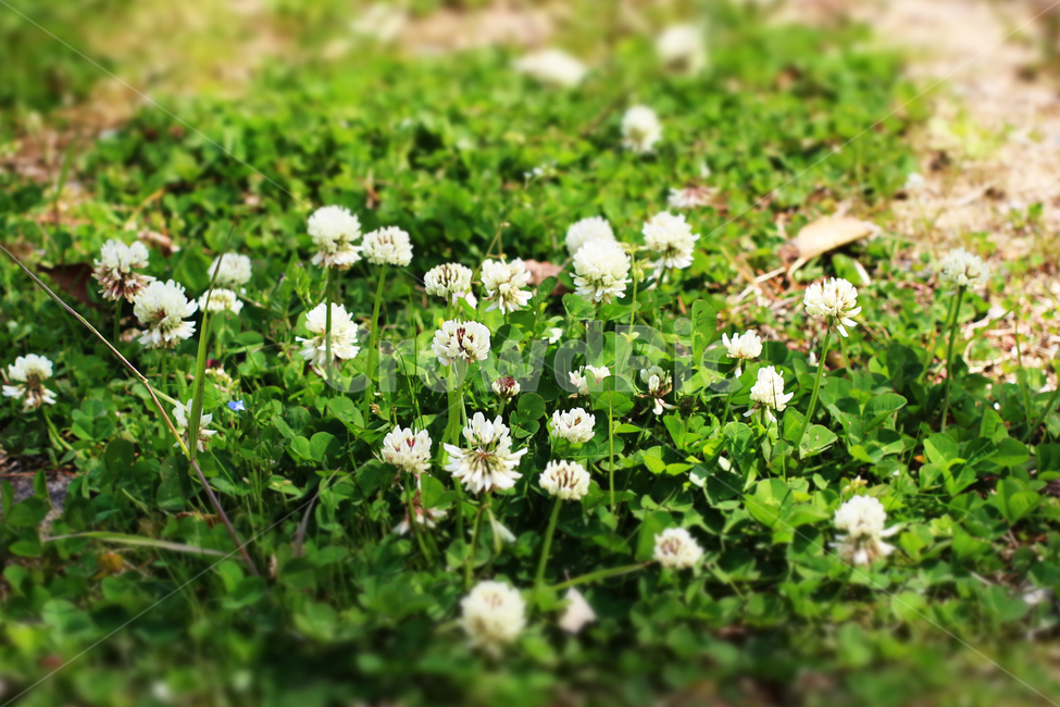 토끼풀,세잎크로버,봄,잔디,자연,식물,자연,plants,nature,꽃,flower