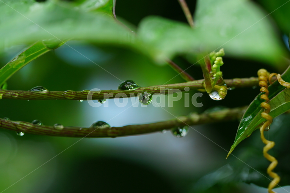 물방울,이슬,식물,풀,풀잎,자연,접사,클로즈업,풍경,waterdrop,dewdrop,빗물,nature,plant,plants,landscape,macro,closeup,이파리,식물,자연,plants,nature