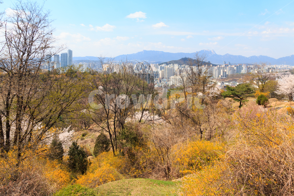 봄,초봄,서울,도시,경치,풍경,개나리,노란색,자연,산,벚꽃,용마산,무덤,공동묘지,망우리,나무,전경,아파트,외곽,근교,파란,하늘,구름,맑은,쾌청한,따뜻한,봄,계절,spring,season,도시,풍경,city,landscape,한국도시풍경,한국도시경관,korea cityscape,nature,tree,plant,식물,outdoors,옥외