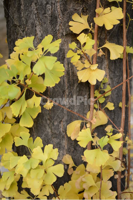 식물,나무,잎,단풍,가을,계절,fall,autumn,season,감성,은행나무,은행잎