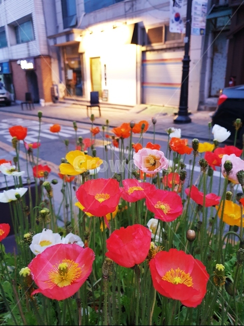 plant,식물,flower,꽃,blossom