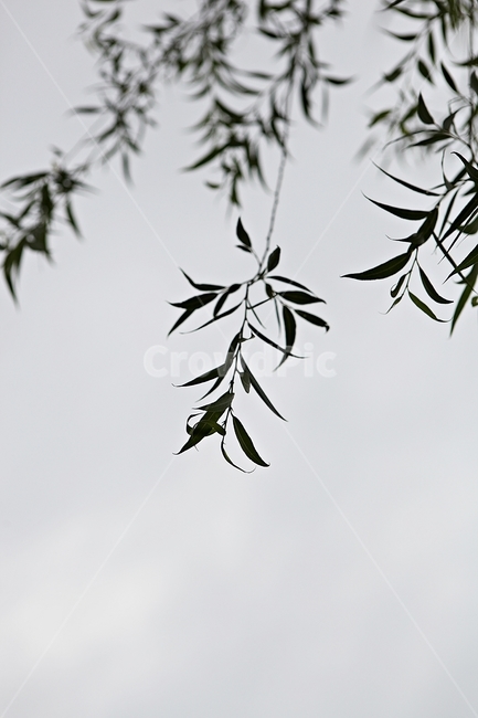 버들잎,버드나무,나무,나무잎,배경,식물,자연,plants,nature