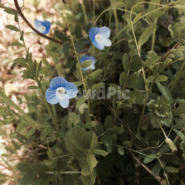 제라늄,flower,flax,엷은황갈색,geranium,식물,plant,꽃,blossom,개불알꽃,들꽃,큰개불알꽃,봄까지꽃