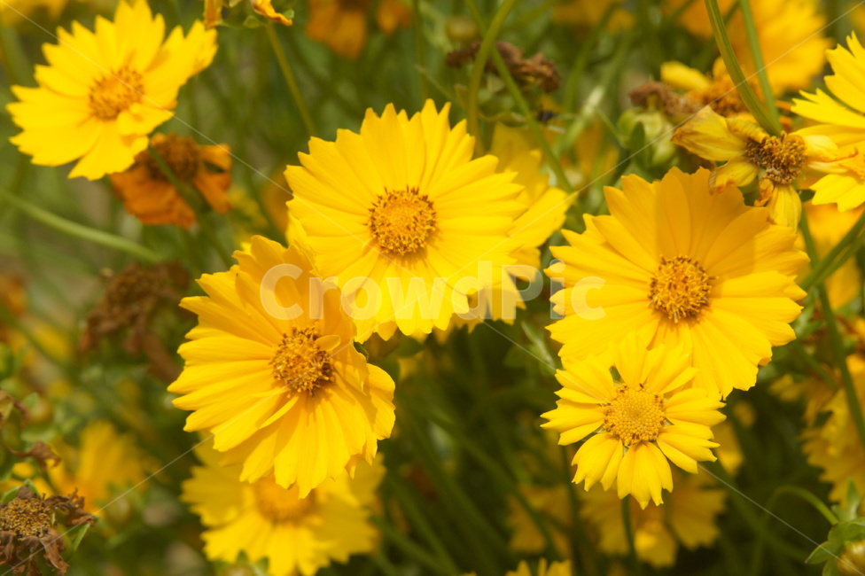 plant,식물,yellow,flower,blossom,식물,자연,plants,nature,꽃,flower