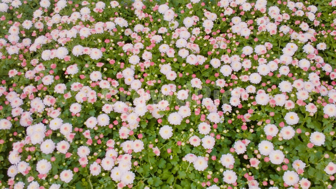 들꽃,꽃밭,데이지,wildflower,daisy,봄,spring,풀잎,초록색,분홍색