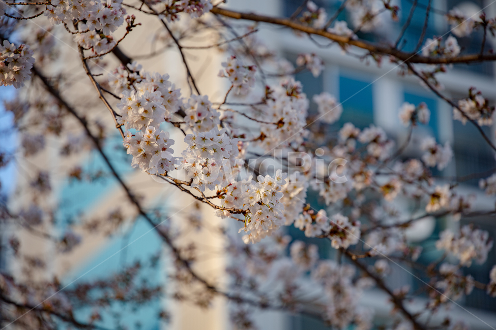 식물,꽃,flower,석양,벚꽃,풍경