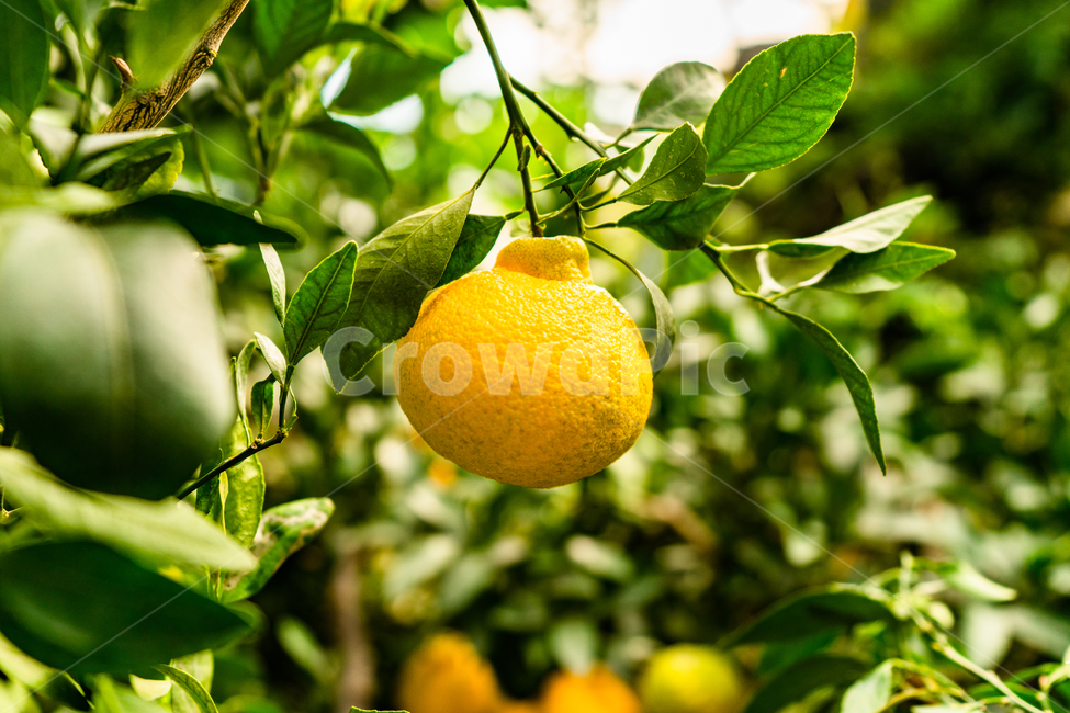 citrusfruit,감귤류과일,food,음식,fruit,과일,plant,식물,orange,주황색,한라봉,hallabong,과일,열매,fruit