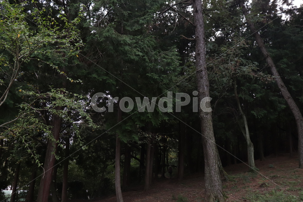 tree,나무,공원,자연,힐링,풍경,자유,plant,식물,treetrunk,자연,풍경,nature,landscape,tree trunk,나무 줄기