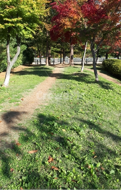 초록,가을,식물,tree,단풍나무