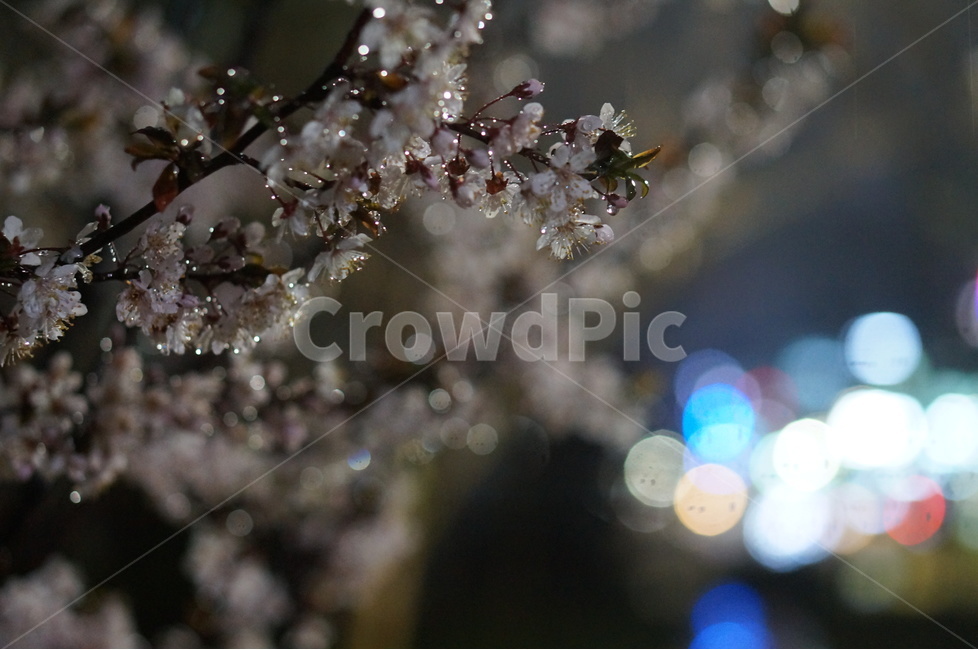 매화,야경,빛,비,우중,보케,봄,풍경,봄,계절,spring,season,야경,밤,풍경,nightscape,night,landscape,식물,자연,plants,nature,꽃,flower