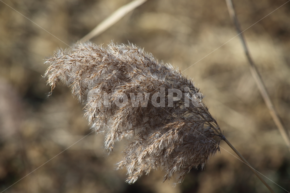 식물,풀,잡초,갈대,commonreed,겨울,가을,계절,fall,autumn,season,식물,자연,plants,nature,grass,잔디,plant,lawn,reed