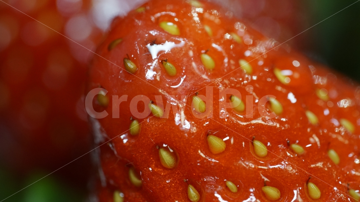 과일,열매,딸기,strawberry,스트로우베리,식물,fruit,nature,빨강,빨간,야채,채소,접사,macro,red,맛있는,맛있다,신선,과실,비타민,음식,식재료,요리,food,cook,meal,dishes,food reserves,과일,열매,fruit,채소,야채,vegetables
