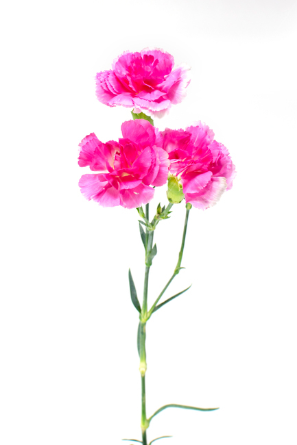카네이션,carnation,꽃,어버이날,스승의날,가정의달,가족,기념일,축하,감사,이벤트,사랑,식물,시즌,핑크,pink,스튜디오촬영,클로즈업,closeup,흰색배경,누끼,식물,자연,plants,nature,꽃,flower,가족,패밀리,family,기념일,축하,anniversary,congratulation,celebrate,celebration,누끼,remove background