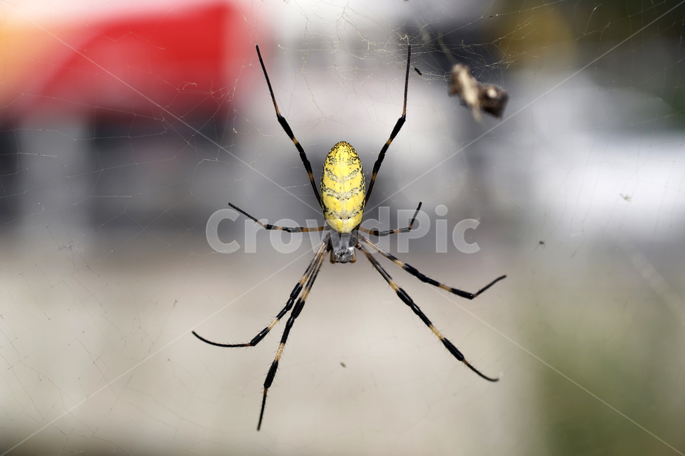호랑거미,거미,담록색,절지동물,argiopeamoena,거미목,거미줄,동물,animal,곤충,벌레,insect,bug