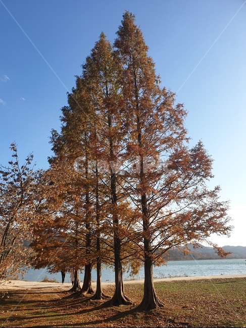 tree,나무,plant,식물,가을,단풍,가을,계절,fall,autumn,season