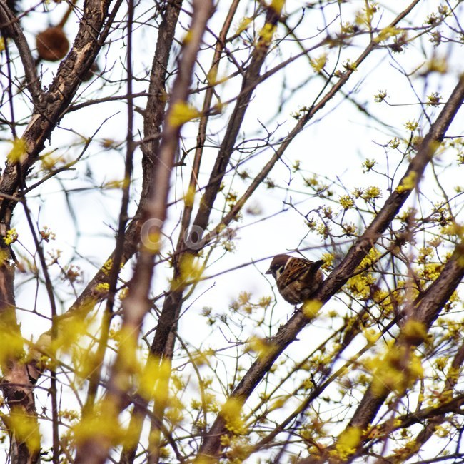 참새,산수유,봄,조류,감성사진,봄,계절,spring,season,동물,animal,조류,새,birds,bird,sparrow