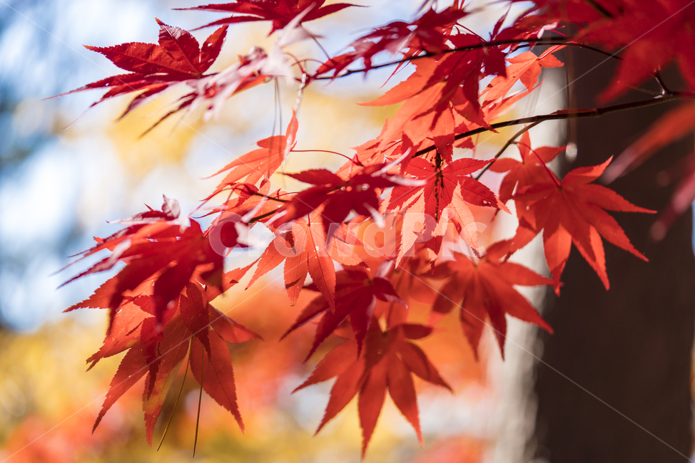 가을,단풍,매크로,낙엽,단풍잎,가을,계절,fall,autumn,season,plant,식물,leaf,잎,tree,나무,maple