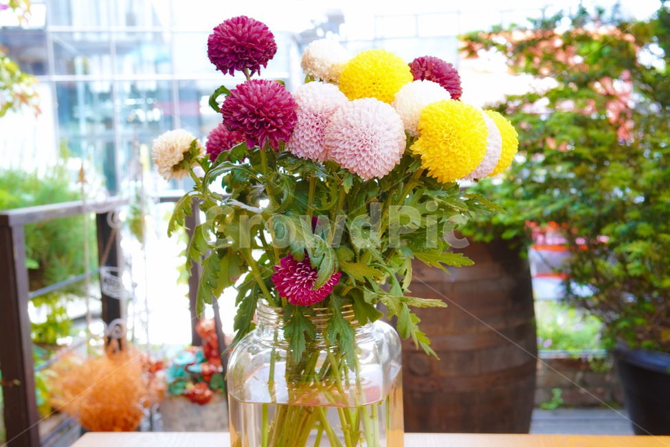 꽃,자연,접사,녹색,힐링,신선함,season,plants,nature,flower,sensible,feeling,색깔,색상,색채,색감,colorsense,colorsensitivity,feelingofcolor,감성,평온함,느낌,휴식