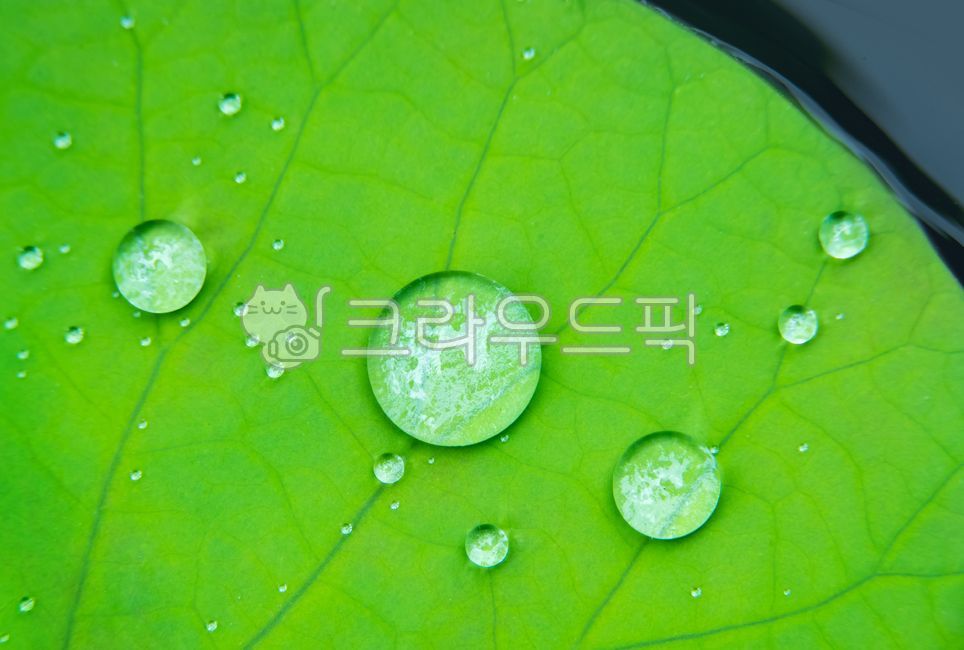 dewdrop,clean water,green leaves,droplet,purity,crystal,pure,dewy,summer,ecology,leaves,nature protection,affix,Songgle songgle,bead shape,Round,clear water,green,morning dew,leaf,water,water drop,environment,lotus leaf,round,closeup,background,refreshing