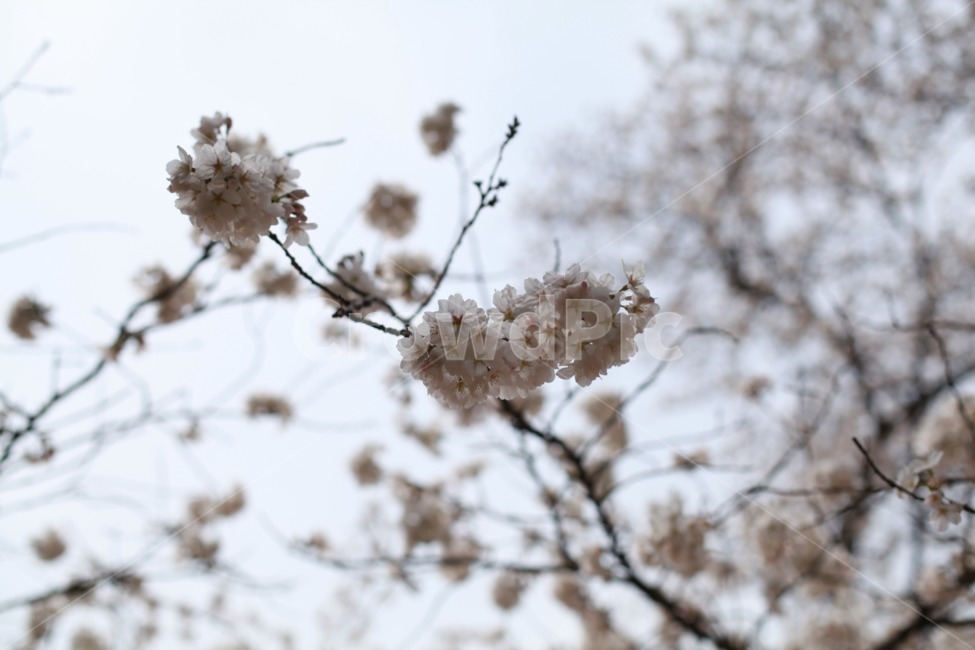벚꽃,꽃,Flower,경주,벚꽃축제,대릉원,천마총,꽃놀이,봄,계절,spring,season,식물,자연,plants,nature,꽃,flower,plant