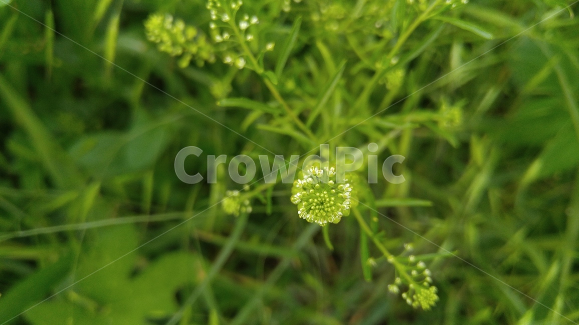 냉이꽃,꽃,흰꽃,식물,녹색,배경,감성,계절,flower,whiteflowers,flants,green,background,emotional,season