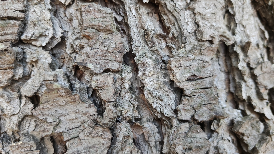 나무껍질,나무질감,식물,나무,plant,tree,bark,woodtexture,식물,자연,plants,nature,나무,trees,wood,텍스처,질감,패턴,texture,pattern