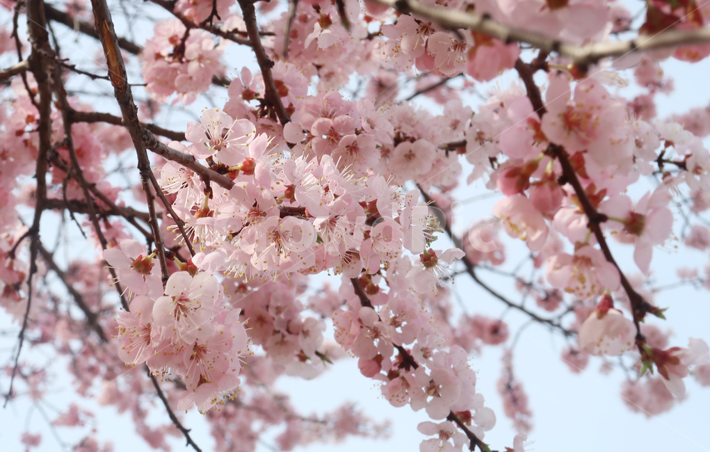 봄,벚꽃,꽃,spring,cherryblossom,꽃송이,flower,분홍,핑크,나무,벚나무,봄,계절,spring,season,식물,자연,plants,nature,꽃,flower,plant,blossom,cherry blossom