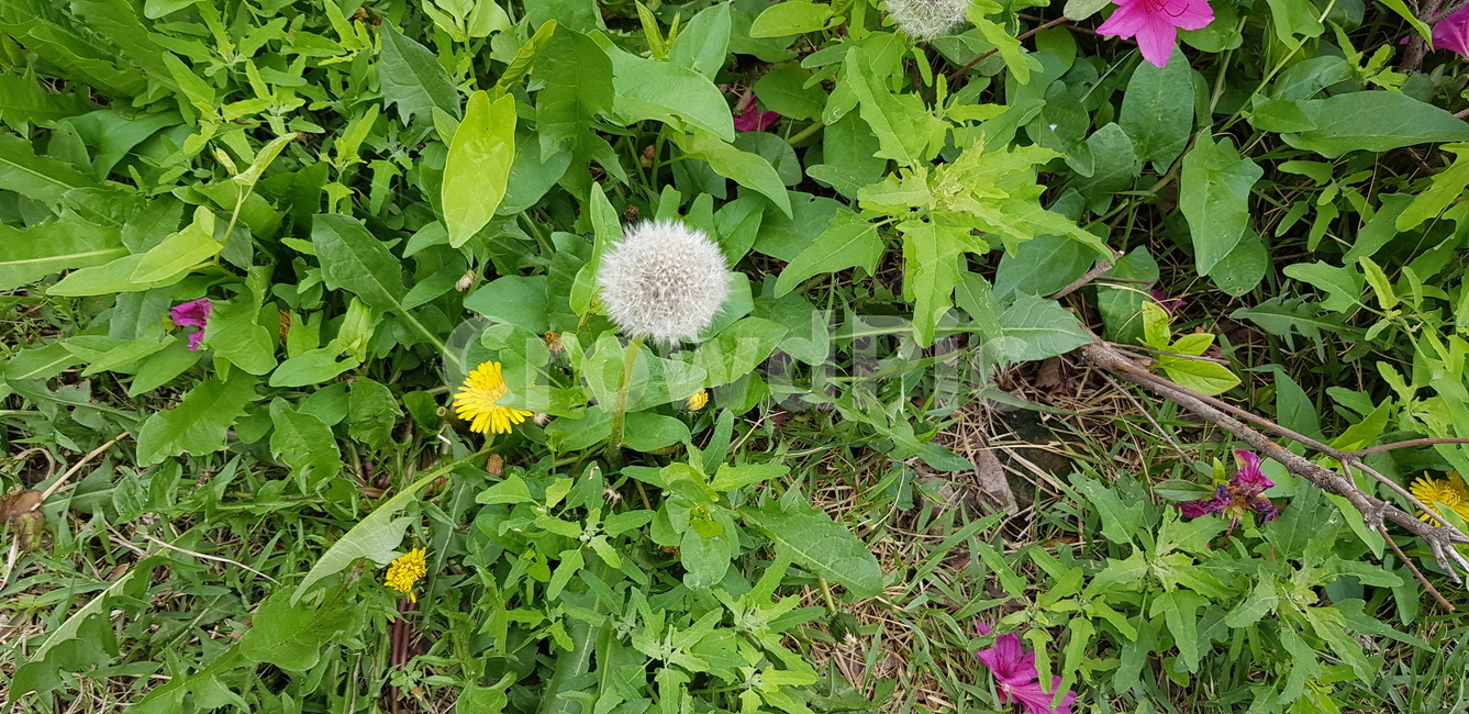 민들레,꽃,하양,노랑,초록,길가