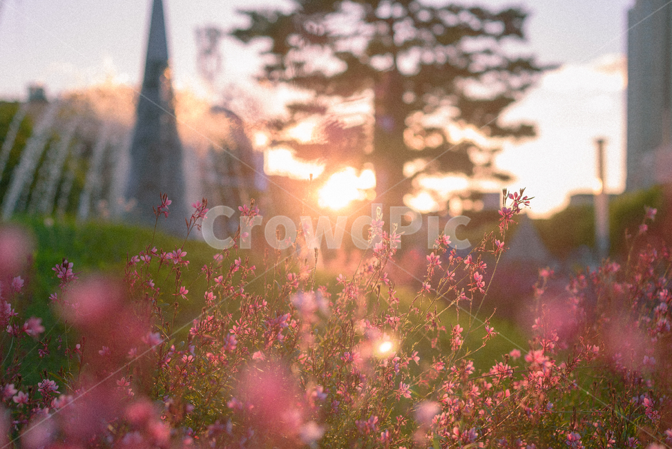 light,빛,flare,landscape,풍경,꽃,따스함,색감,청주,무심천,골든아워,플레어,식물,자연,plants,nature,휴식,힐링,rest,relaxation,healing