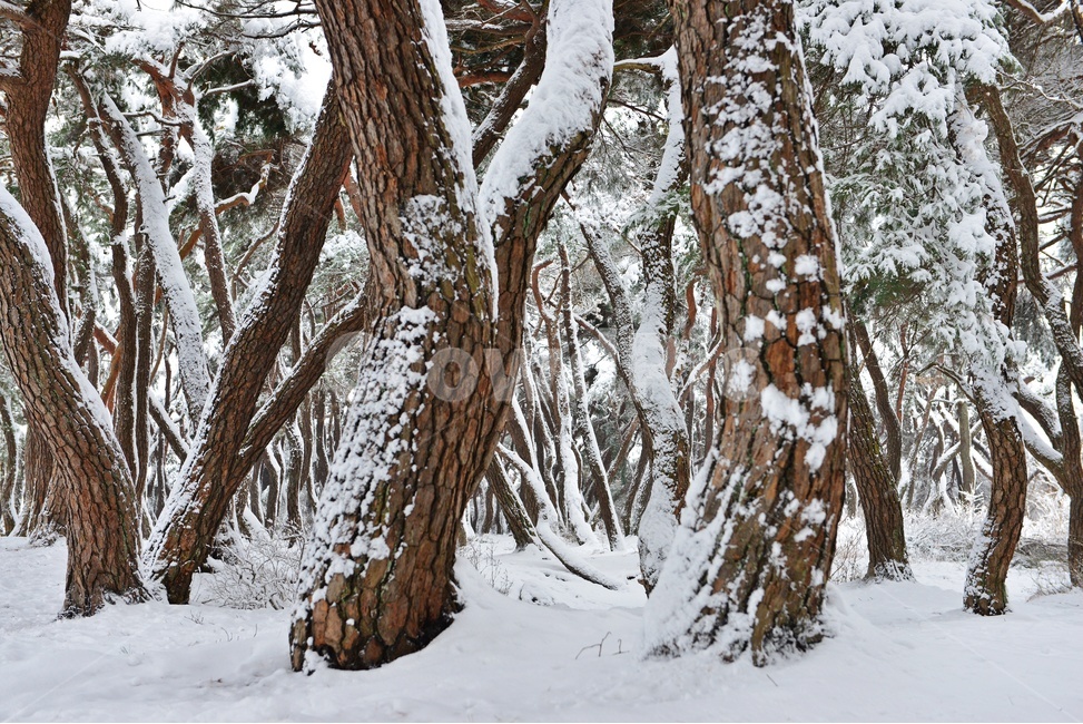 tree,나무,plant,식물,treetrunk,나무줄기,nature,자연,outdoors,옥외,경주,삼릉,소나무,솔숲,삼릉소나무,삼릉설경,겨울,계절,폭설,겨울,계절,winter,season,자연,풍경,nature,landscape