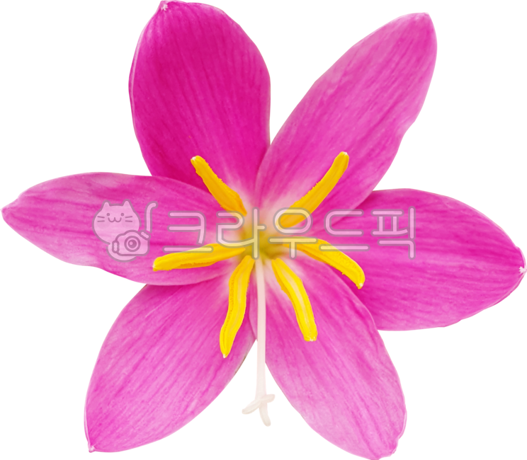 꽃,flower,큰꽃나도사프란,제피란테스,분홍,블로섬,개화,꽃잎,식물,자연,zephyranthesminuta,네이처,보라색,봄,뜰,꽃수술