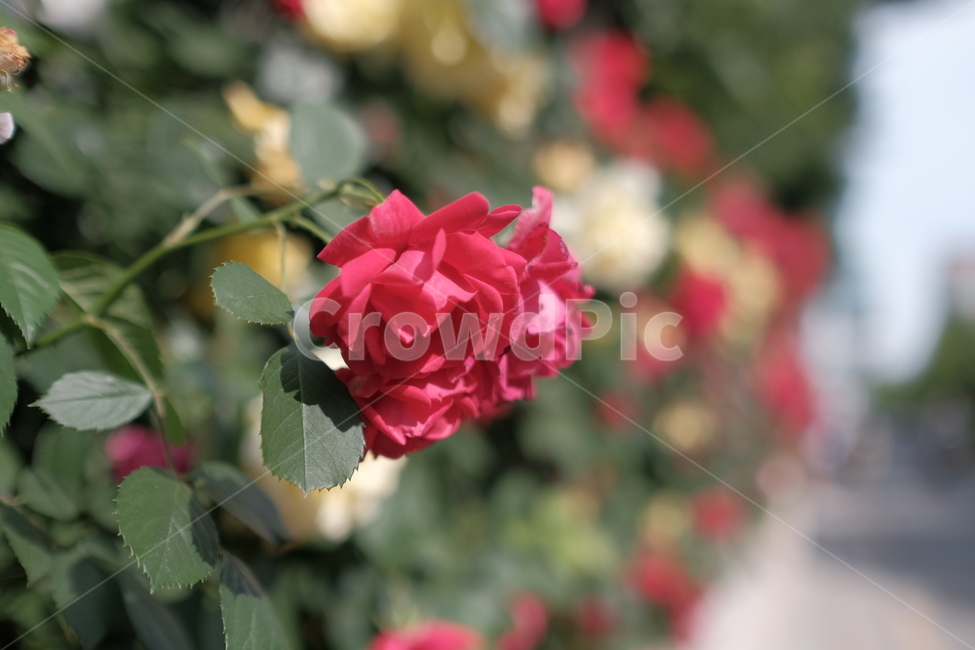 장미,꿏,붉은,길,담벼락,야생,rose,flower,red,street,wall,wild