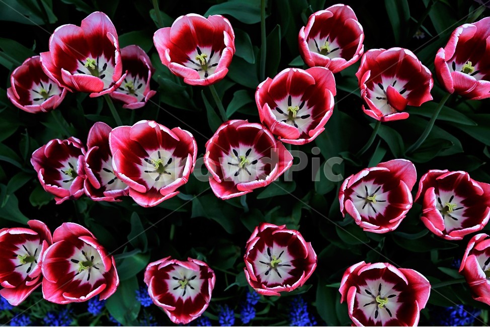 튤립,봄,bloom,꽃,식물,자연,화사함,꽃향기,tulip,colorful,floral,flower,gardenflowers,happymind,life,nature,plant,spring봄,spring,식물,자연,plants,nature,꽃,flower
