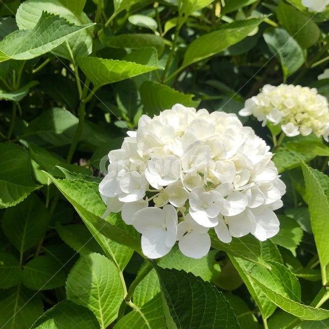 하얀수국,수국,수목원,꽃,맑은,pure,식물,자연,plants,nature,꽃,flower