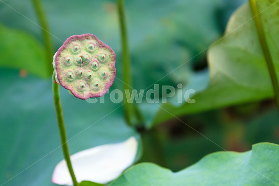 연꽃,불교,여름,식물,정원,꽃잎,꽃,식물,자연,plants,nature