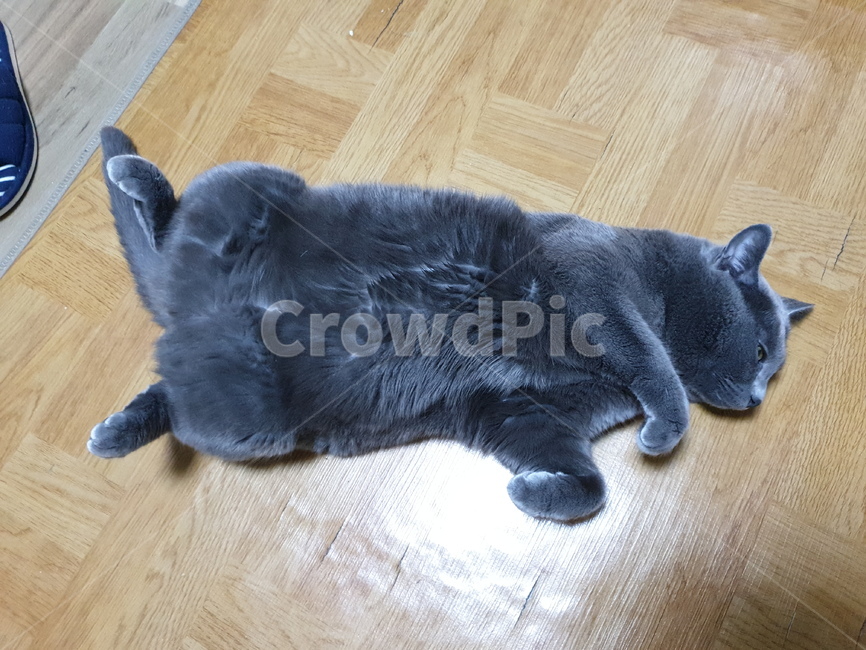 동물,고양이,귀여운,애완동물,냥이,동물,animal,포유류,mammal,고양이,cat,kitten,kitty