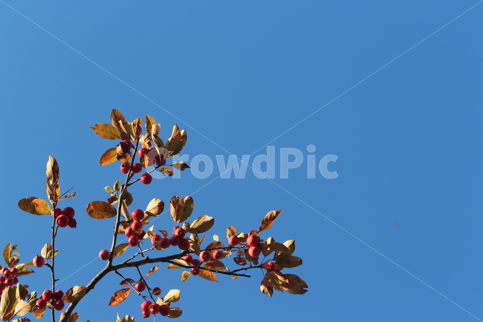 plant,식물,사과나무,fruit,과일,나무,trees,wood,과일,열매,fruit,농업,농사,agriculture,farming,farming industry