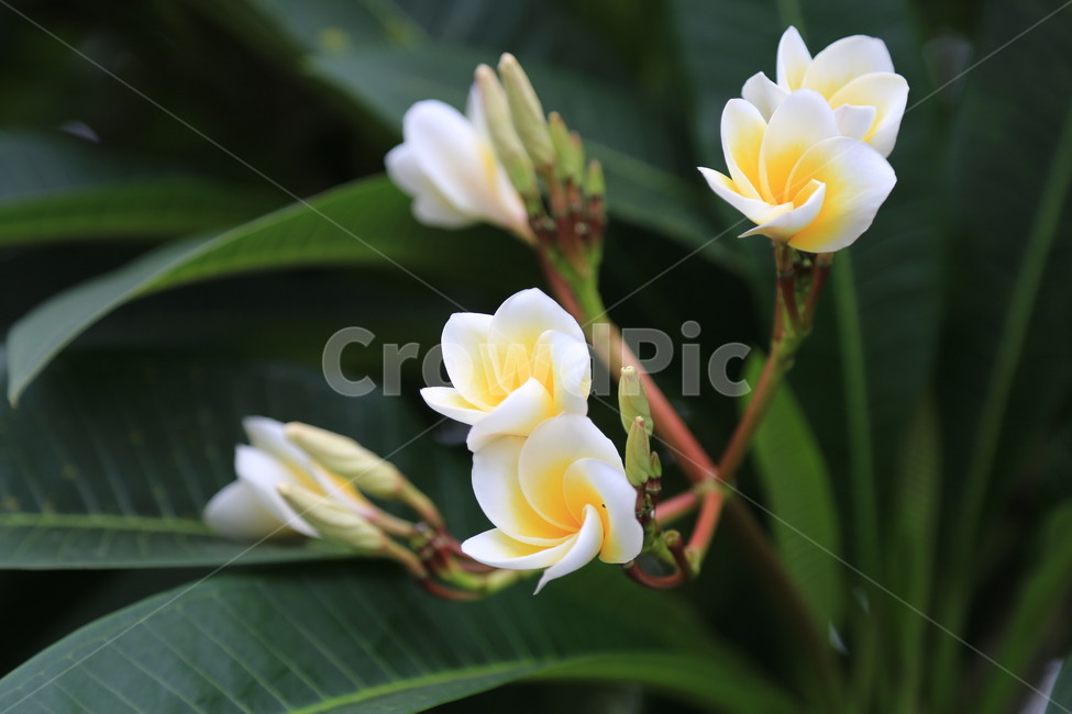 plant,식물,꽃,flower,blossom,독참파,라오스국화,열대의꽃